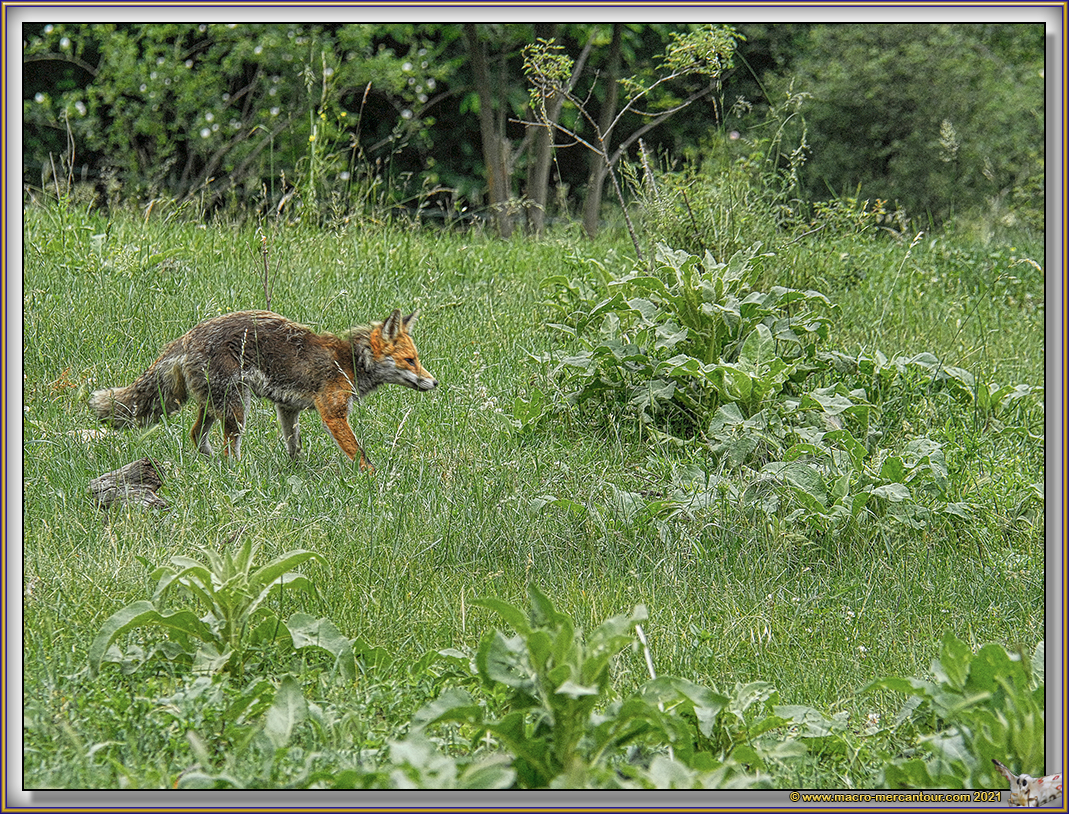 Renard